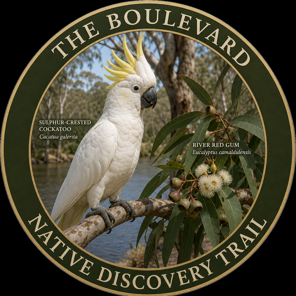 Sulphur-crested Cockatoo