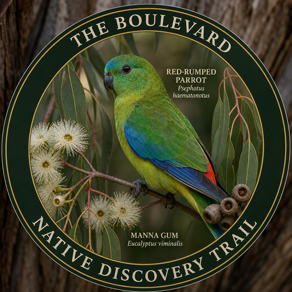 Red-rumped Parrot